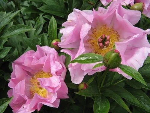 Огляд кращих сортів півоній з фото, назвами і описом