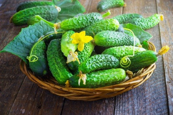 Огурец - польза и вред для здоровья человека, для женщины, для мужчин Калорийность