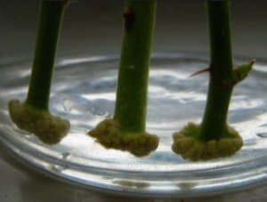 Особливості вирощування троянд, як виростити троянду з букета