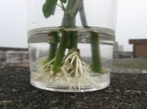 Особливості вирощування троянд, як виростити троянду з букета