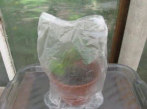 Особливості вирощування троянд, як виростити троянду з букета