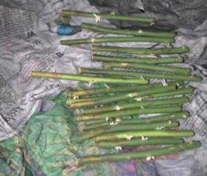 Особливості вирощування троянд, як виростити троянду з букета