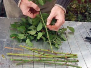 Особливості вирощування троянд, як виростити троянду з букета