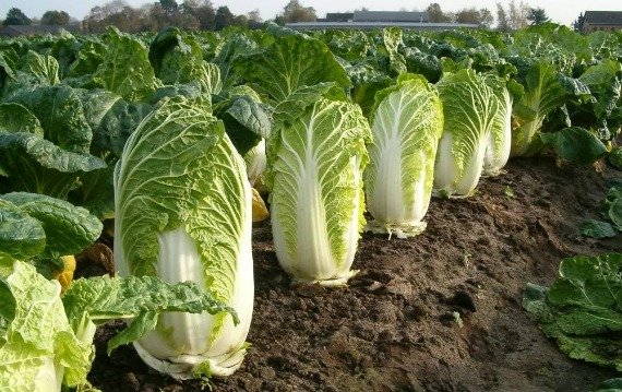 Пекинская капуста: польза и вред для здоровья, для мужчин, для женщин, рецепты приготовления