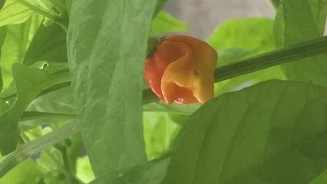 Пепер Ікс – самий гострий перець у світі