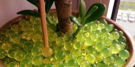 Полив кімнатних квітів під час відпустки: догляд за рослинами