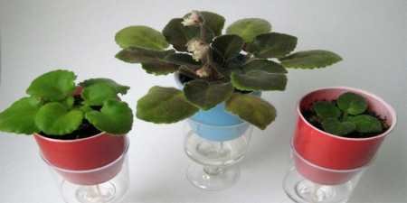 Полив рослин під час відпустки: як зберегти кімнатні квіти