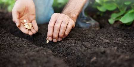 Посадка гарбуза — коли і як треба висаджувати, правила поливу та підживлення, боротьба з хворобами та шкідниками