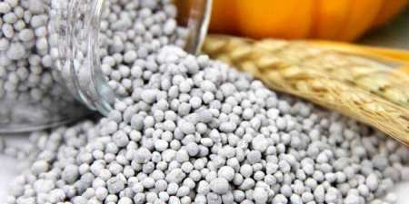 Посадка гарбуза — коли і як треба висаджувати, правила поливу та підживлення, боротьба з хворобами та шкідниками