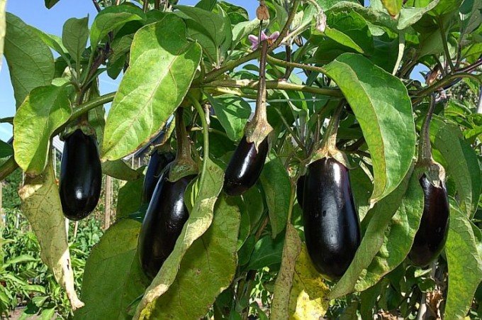 Посадка на розсаду баклажанів