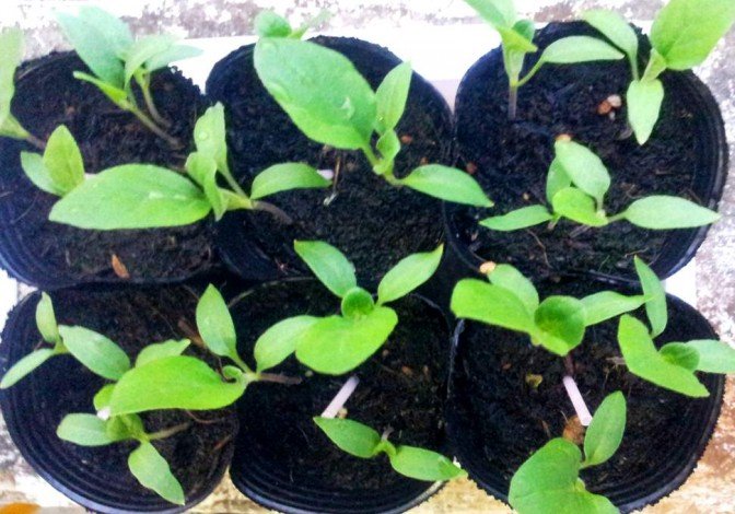 Посадка на розсаду баклажанів