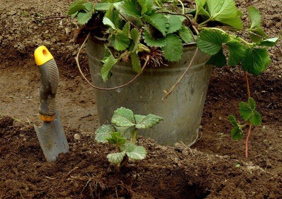 Посадка полуниці восени: як висаджувати вусами на агроволокно