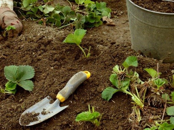 Посадка клубники осенью в открытый грунт Усами На агроволокно Сроки Видео