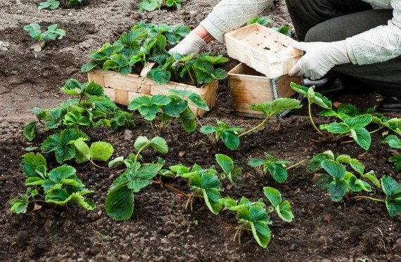 Посадка клубники осенью в открытый грунт Усами На агроволокно Сроки Видео