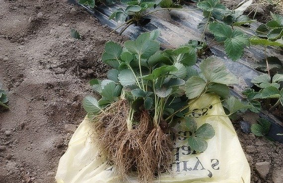 Посадка клубники осенью в открытый грунт Усами На агроволокно Сроки Видео