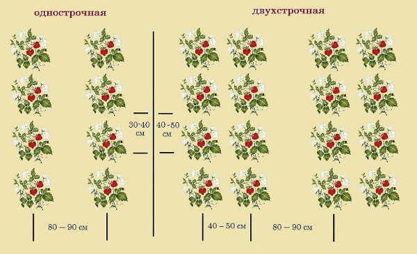 Посадка клубники осенью в открытый грунт Усами На агроволокно Сроки Видео