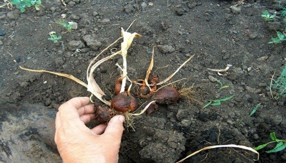 Посадка тюльпанов весной: когда и как посадить Фото, Видео