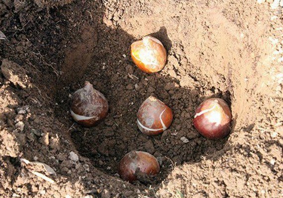 Посадка тюльпанов весной: когда и как посадить Фото, Видео