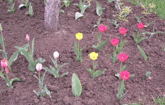 Посадка тюльпанов весной: когда и как посадить Фото, Видео