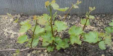 Посадка винограду навесні — правила і принципи, вибір місця на ділянці, підготовка ямки і підживлення