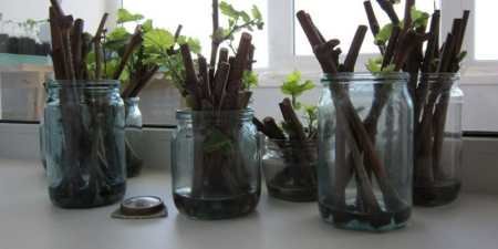 Посадка винограду навесні — правила і принципи, вибір місця на ділянці, підготовка ямки і підживлення