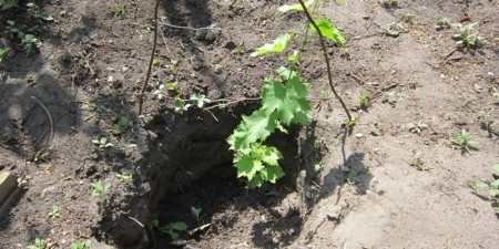 Посадка винограду навесні — правила і принципи, вибір місця на ділянці, підготовка ямки і підживлення