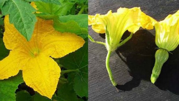 Пустоцвет на кабачках почему что делать и как бороться Фото Видео