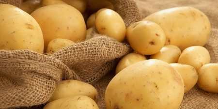 Ранні сорти картоплі — як вибрати для посадки у відкритий грунт за характеристиками та врожайністю