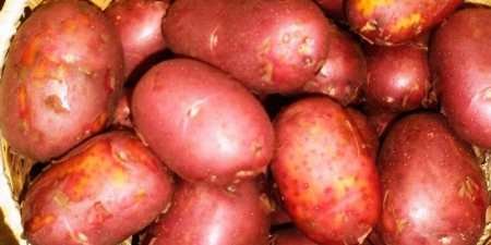 Ранні сорти картоплі — як вибрати для посадки у відкритий грунт за характеристиками та врожайністю