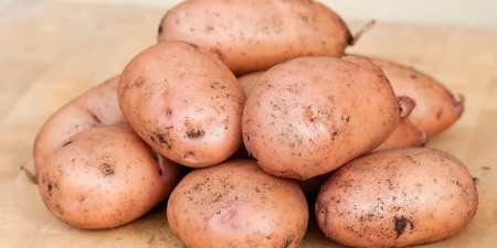 Ранні сорти картоплі — як вибрати для посадки у відкритий грунт за характеристиками та врожайністю