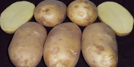 Ранні сорти картоплі — як вибрати для посадки у відкритий грунт за характеристиками та врожайністю