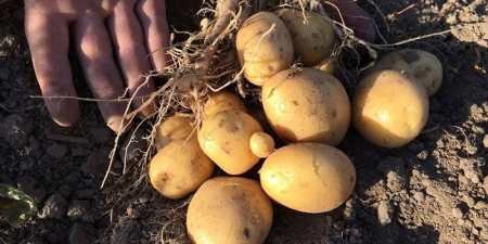 Ранні сорти картоплі — як вибрати для посадки у відкритий грунт за характеристиками та врожайністю