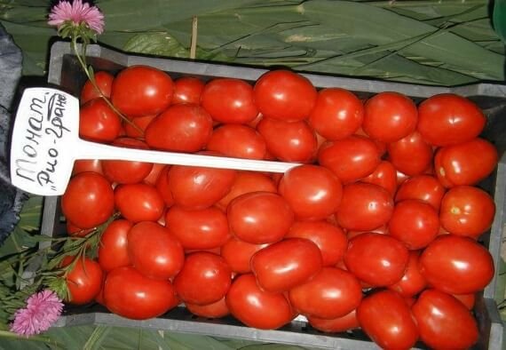 Низькорослі ранні помідори для відкритого ґрунту: великі плоди + фото
