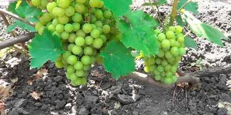 Ранні сорти винограду — назви з фото, різновиди, як вибрати і особливості вирощування