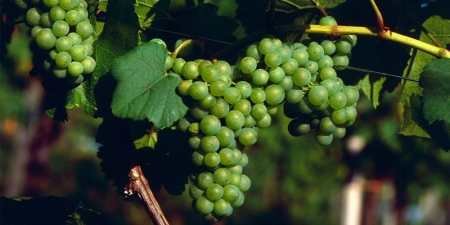 Ранні сорти винограду — назви з фото, різновиди, як вибрати і особливості вирощування