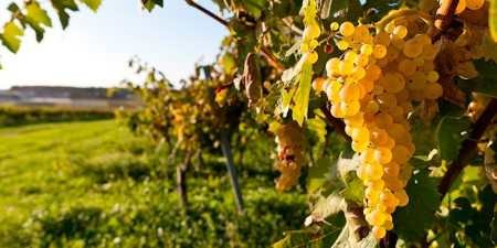 Ранні сорти винограду — назви з фото, різновиди, як вибрати і особливості вирощування