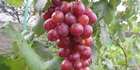 Ранні сорти винограду — назви з фото, різновиди, як вибрати і особливості вирощування