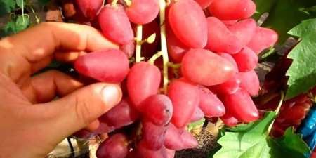 Ранні сорти винограду — назви з фото, різновиди, як вибрати і особливості вирощування