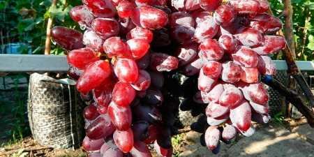 Ранні сорти винограду — назви з фото, різновиди, як вибрати і особливості вирощування