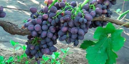 Ранні сорти винограду — назви з фото, різновиди, як вибрати і особливості вирощування
