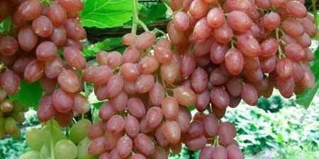 Ранні сорти винограду — назви з фото, різновиди, як вибрати і особливості вирощування