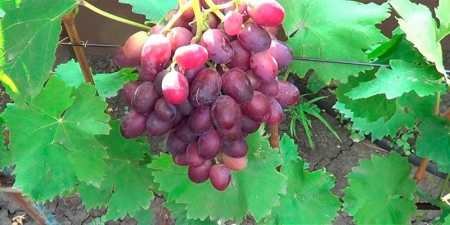 Ранні сорти винограду — назви з фото, різновиди, як вибрати і особливості вирощування