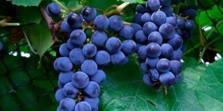 Ранні сорти винограду — назви з фото, різновиди, як вибрати і особливості вирощування
