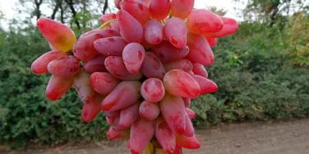 Ранні сорти винограду — назви з фото, різновиди, як вибрати і особливості вирощування