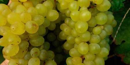 Ранні сорти винограду — назви з фото, різновиди, як вибрати і особливості вирощування