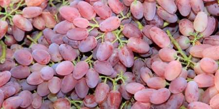 Ранні сорти винограду — назви з фото, різновиди, як вибрати і особливості вирощування