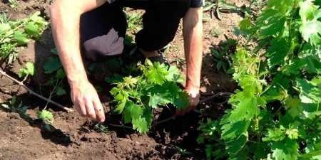 Ранні сорти винограду — назви з фото, різновиди, як вибрати і особливості вирощування