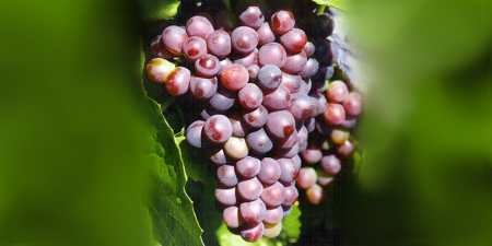 Ранні сорти винограду — назви з фото, різновиди, як вибрати і особливості вирощування