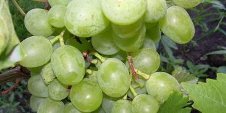 Ранні сорти винограду — назви з фото, різновиди, як вибрати і особливості вирощування