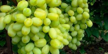 Ранні сорти винограду — назви з фото, різновиди, як вибрати і особливості вирощування